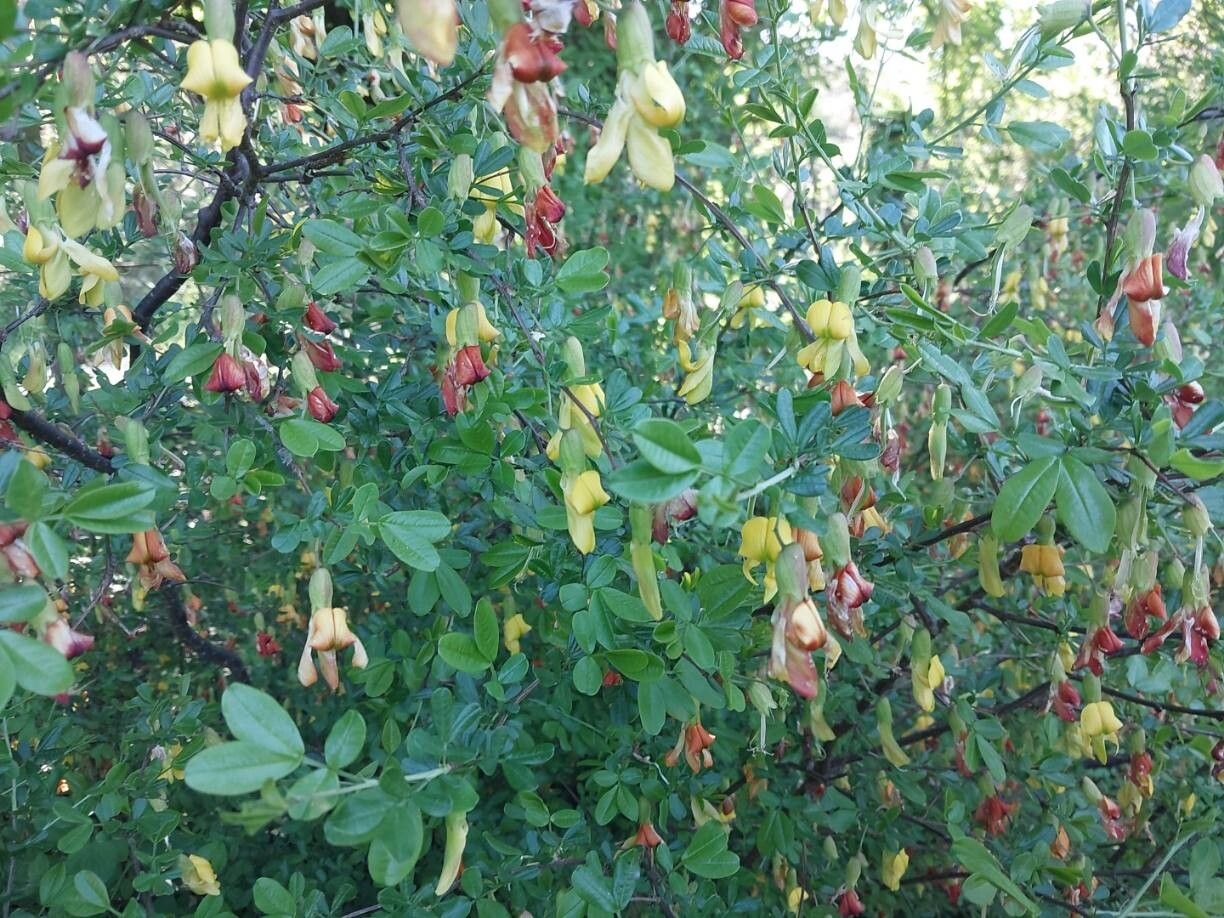 Caragana sinica other