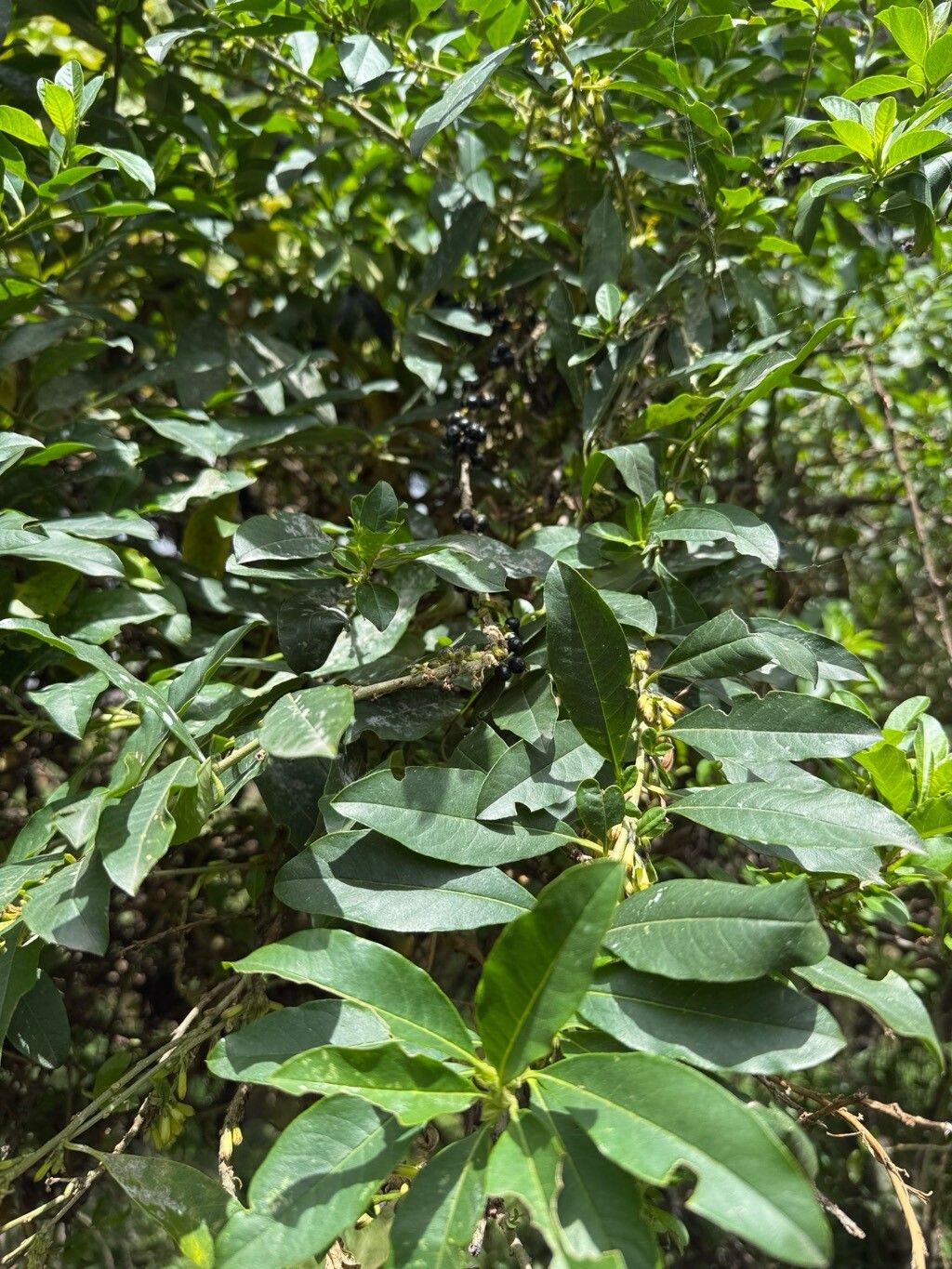 Cestrum buxifolium
