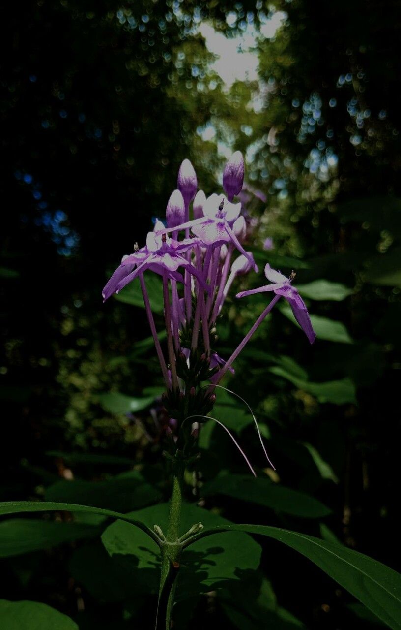 Pseuderanthemum grandiflorum flower