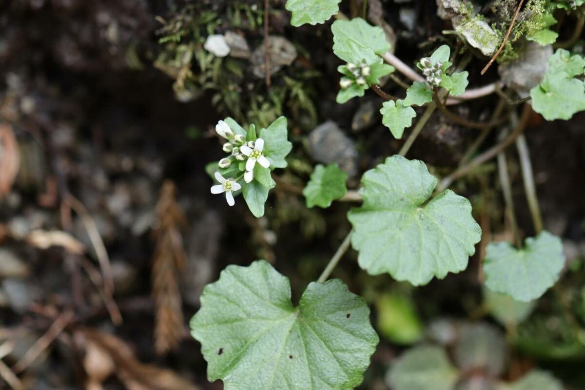 Eutrema tenue flower