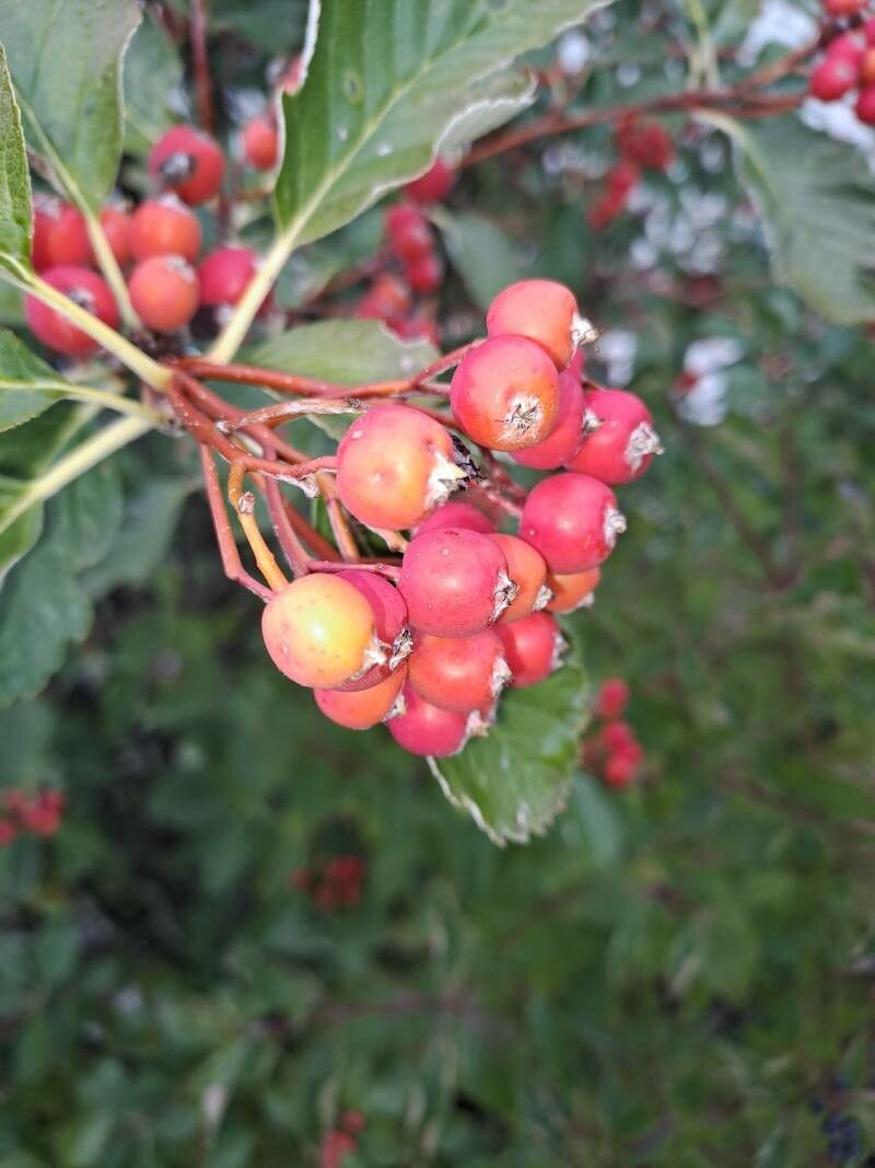 Sorbus mougeotii fruit