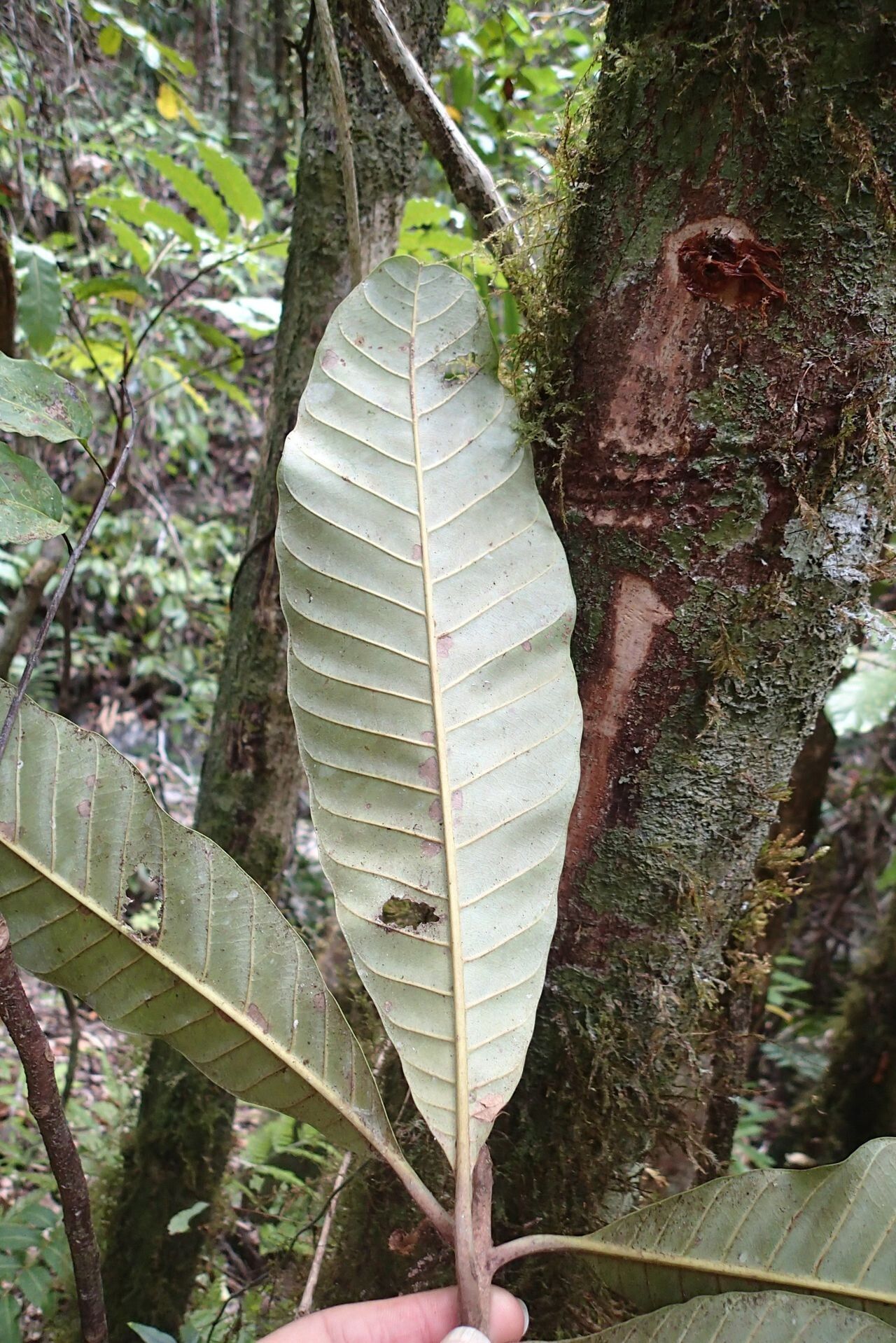 Pycnandra balansae leaf