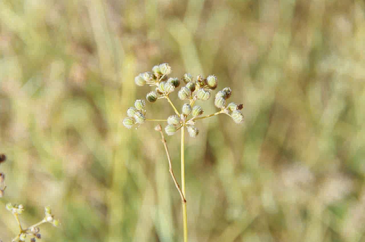 Deverra scoparia fruit