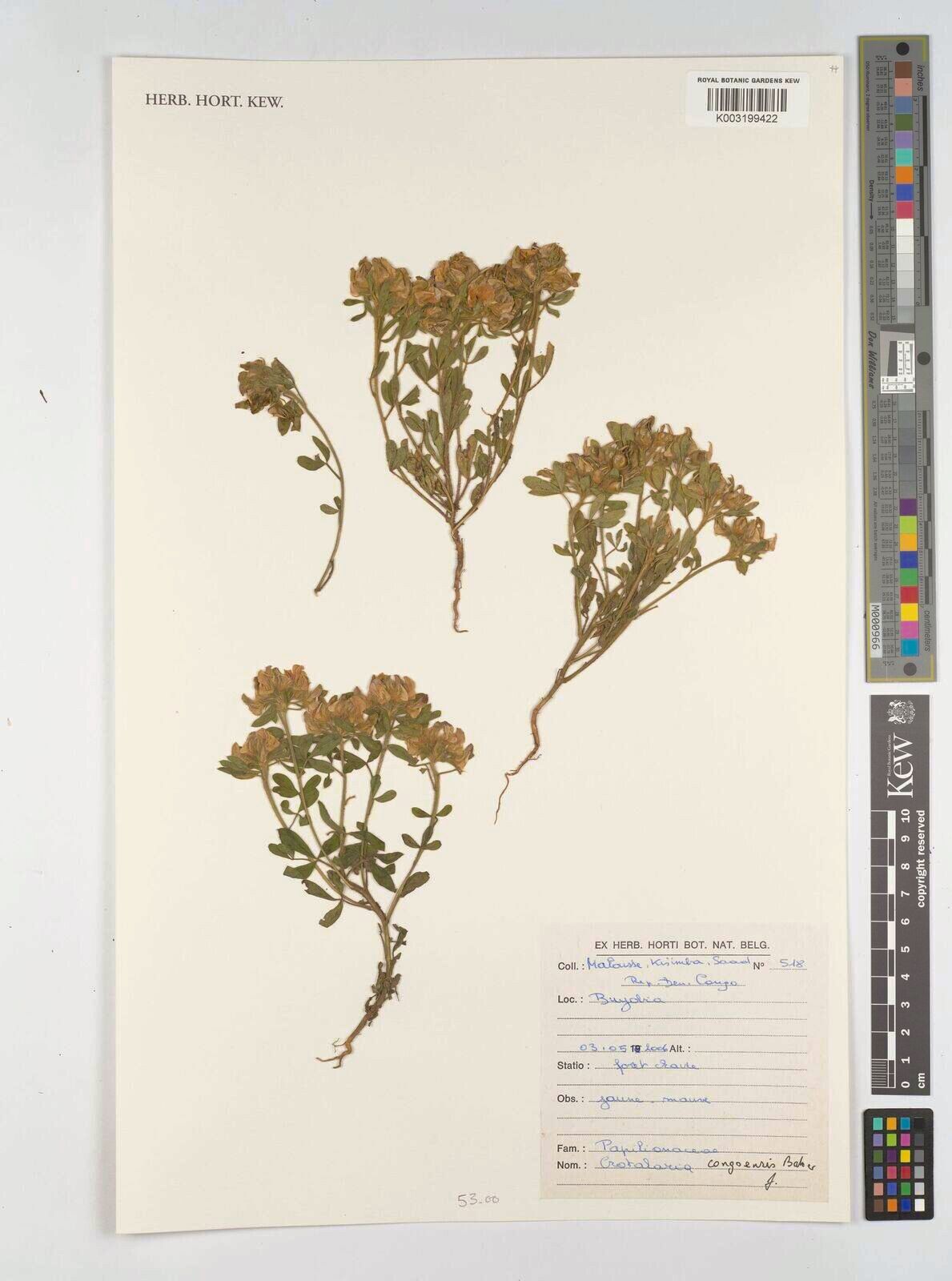 Crotalaria congoensis — houseplant care guide