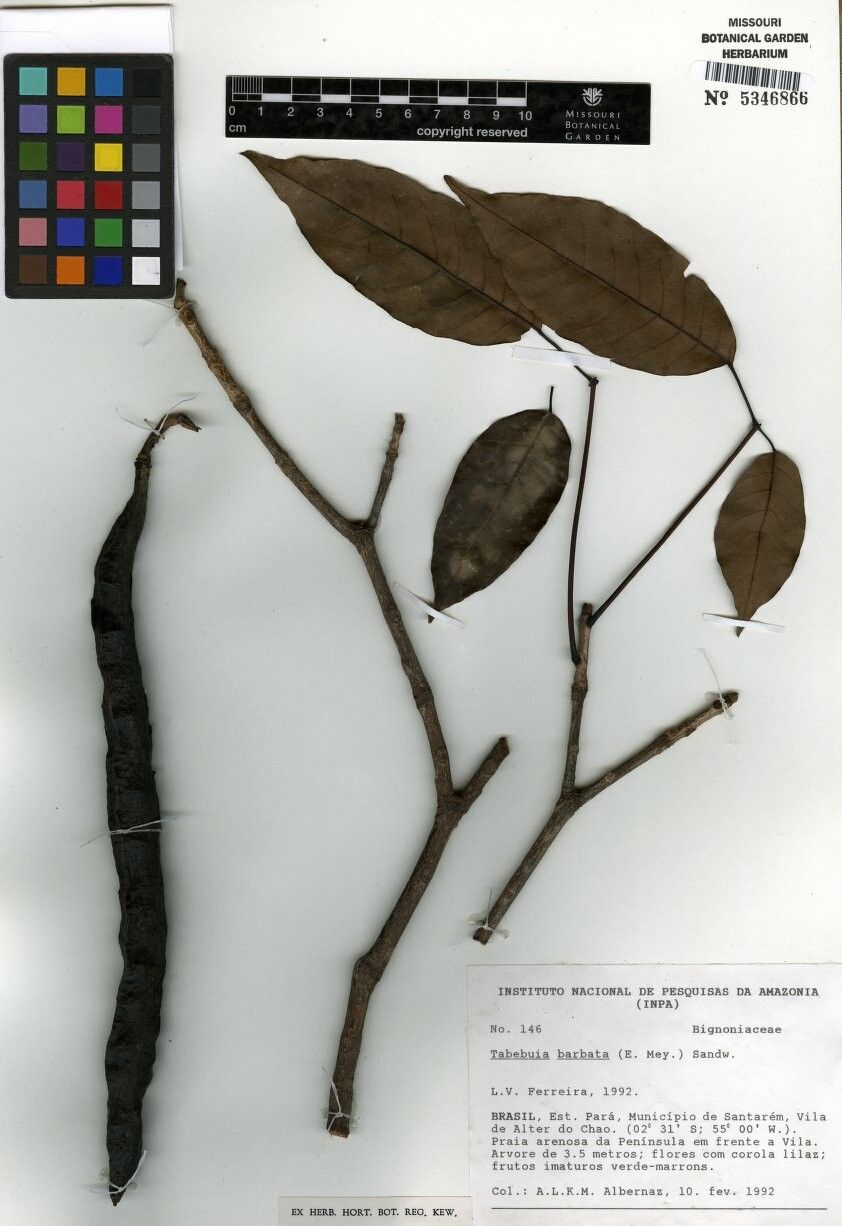 Handroanthus barbatus other