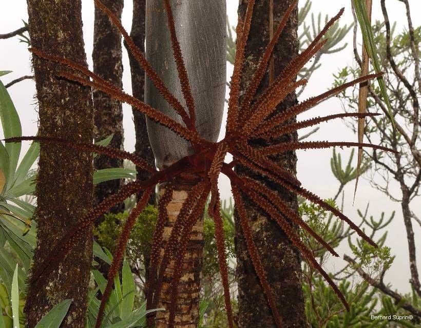 Basselinia porphyrea — search result for 'Arecaceae'