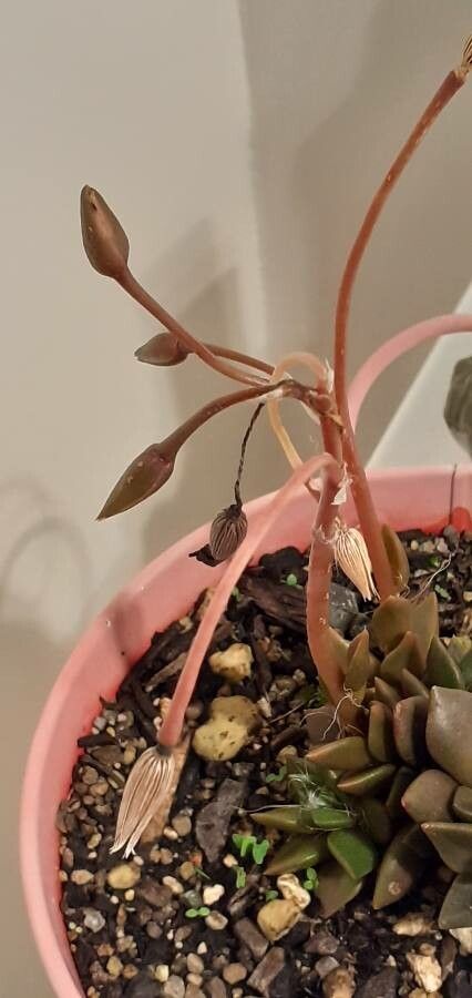 Anacampseros arachnoides flower