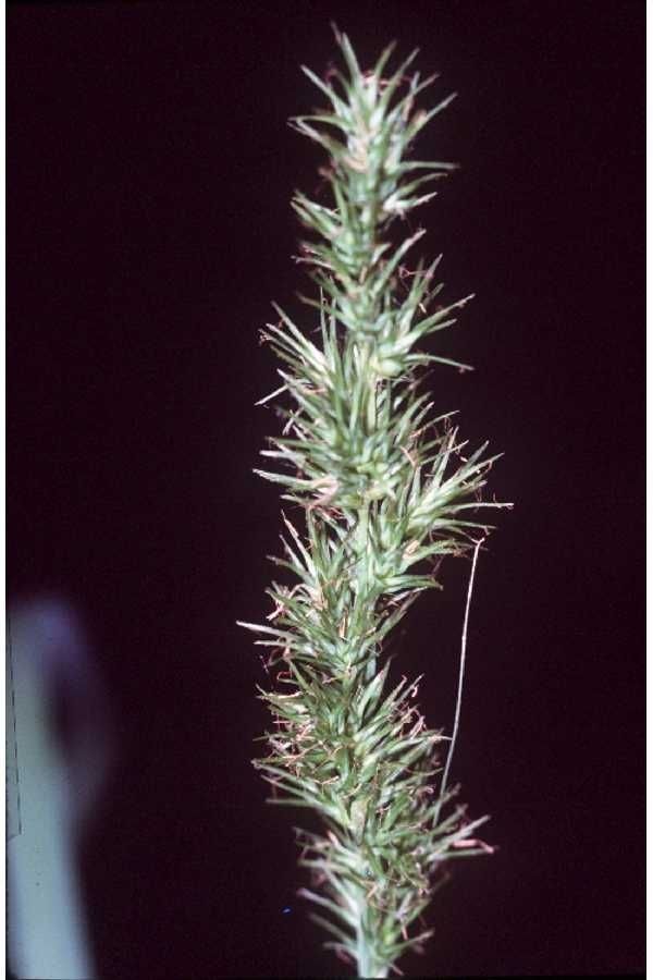 Carex crus-corvi — houseplant care guide