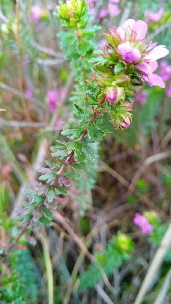 Boronia falcifolia — related species from the same genus