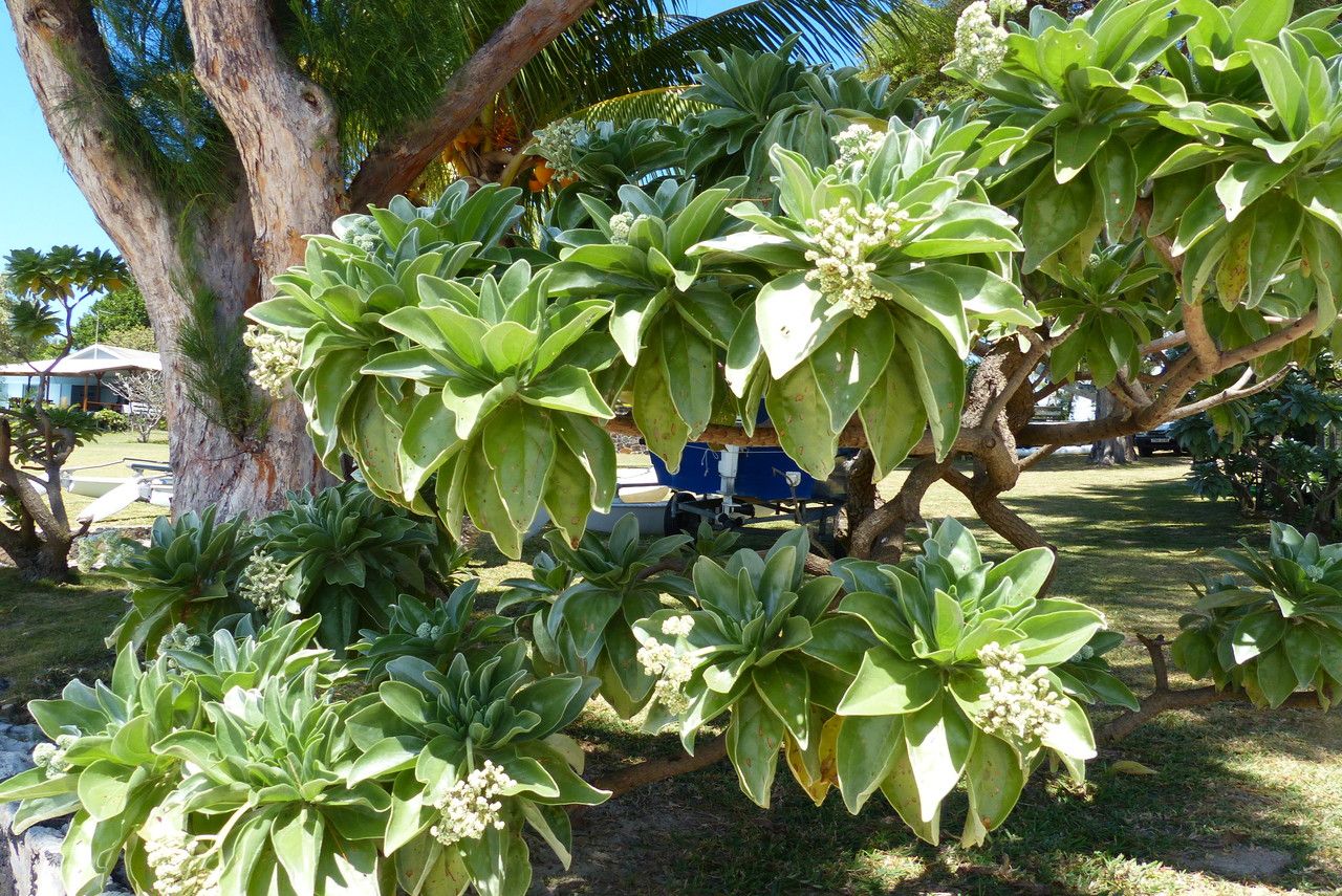 Tournefortia argentea leaf