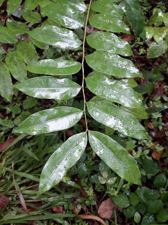 Simarouba amara leaf