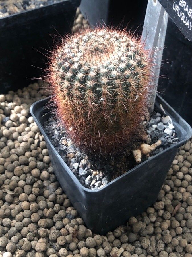 Parodia concinna — search result for 'Parodia'