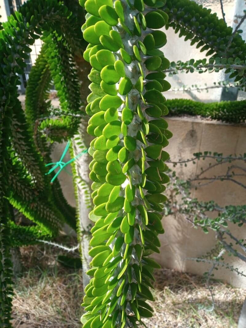 Alluaudia humbertii leaf