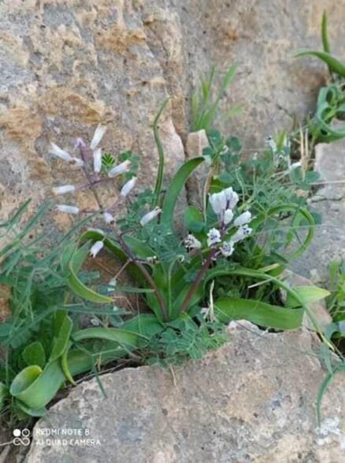 Drimia pancration flower