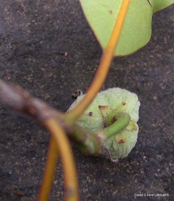 Myricanthe discolor fruit