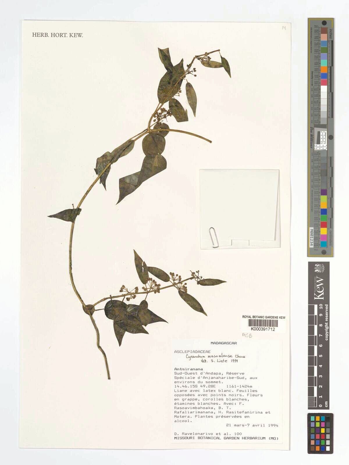 Cynanchum masoalense — houseplant care guide