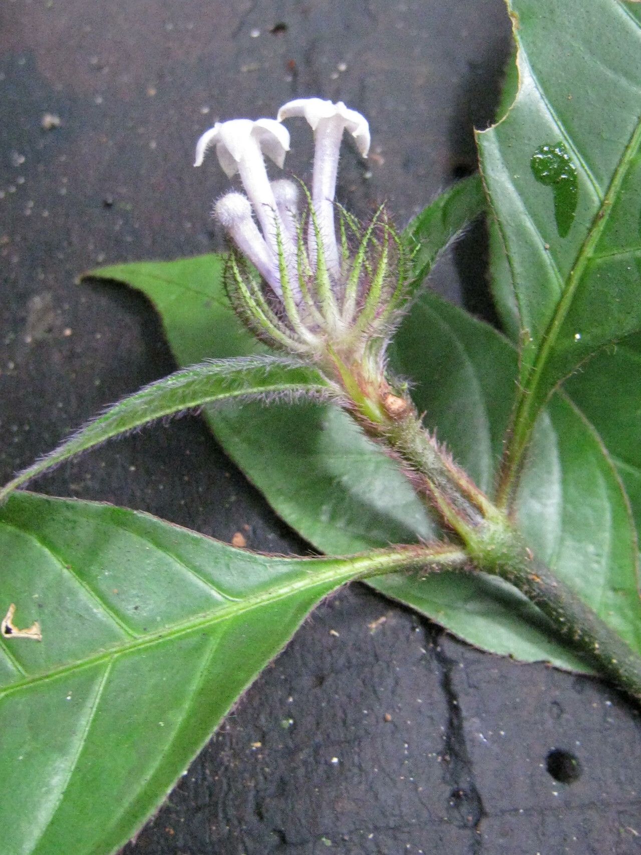 Psychotria medusula — houseplant care guide