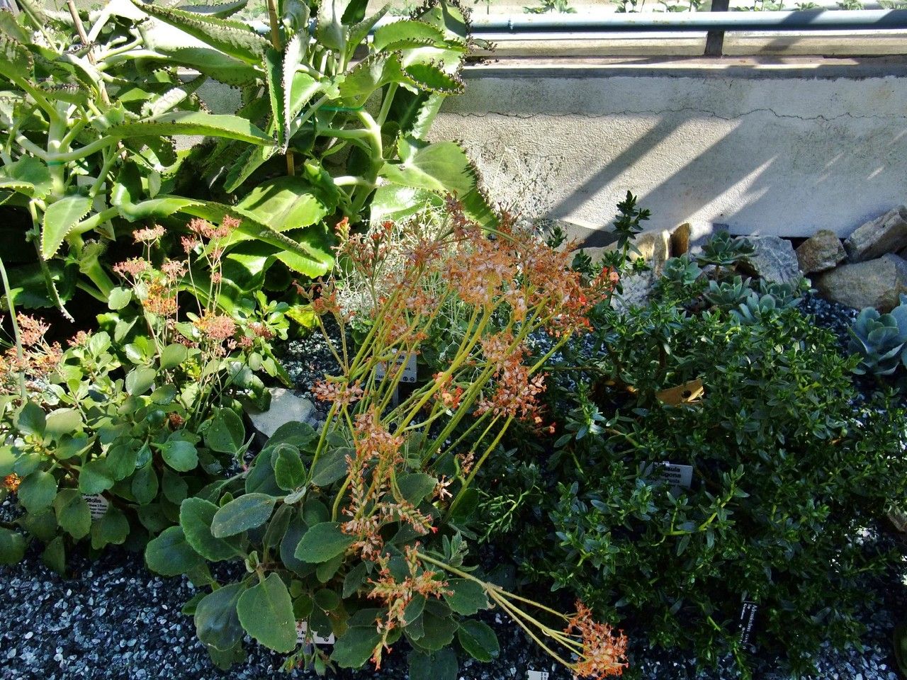 Kalanchoe velutina habit