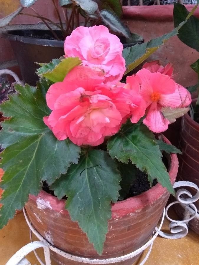 Begonia tuberculosa — search result for 'Begonia'