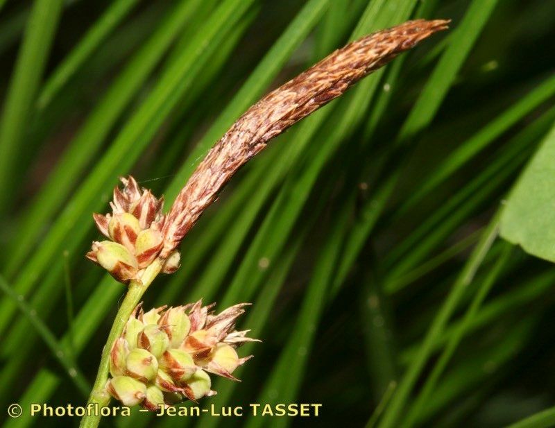Carex fritschii flower
