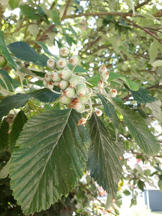Sorbus intermedia fruit