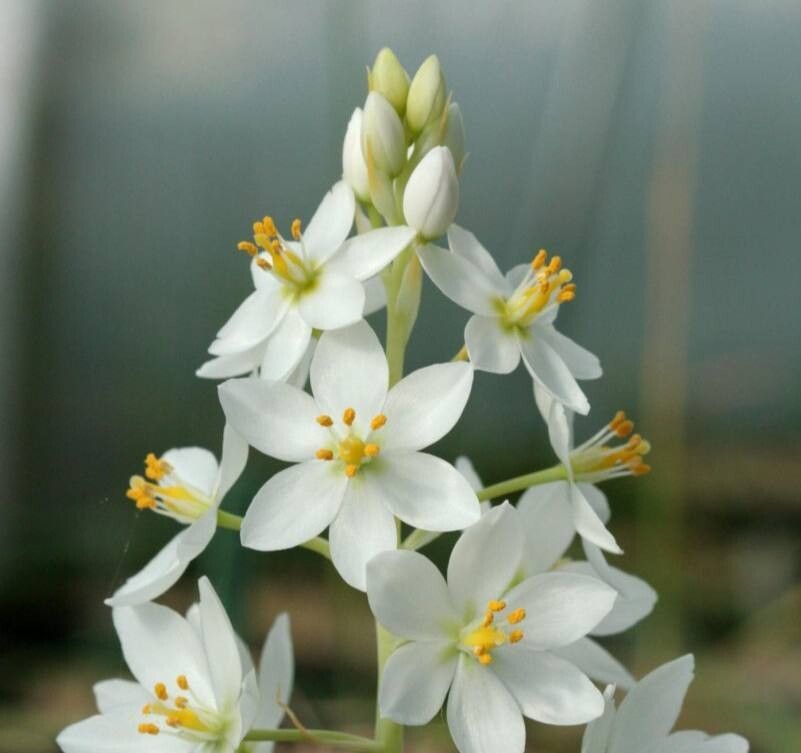 Ornithogalum conicum — search result for 'Ornithogalum'