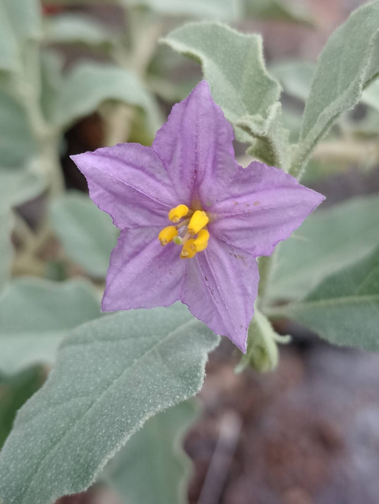 Solanum burchellii flower