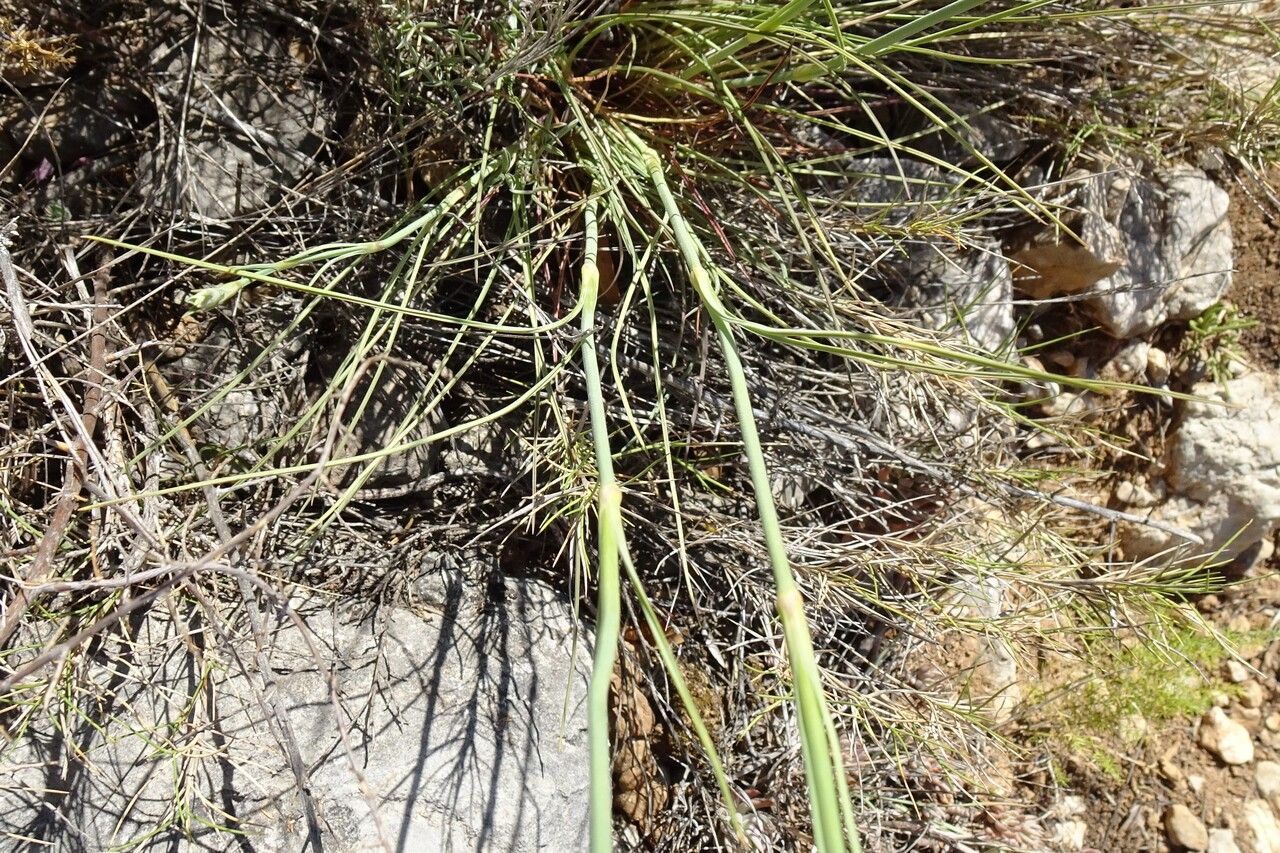 Dianthus virgineus — houseplant care guide