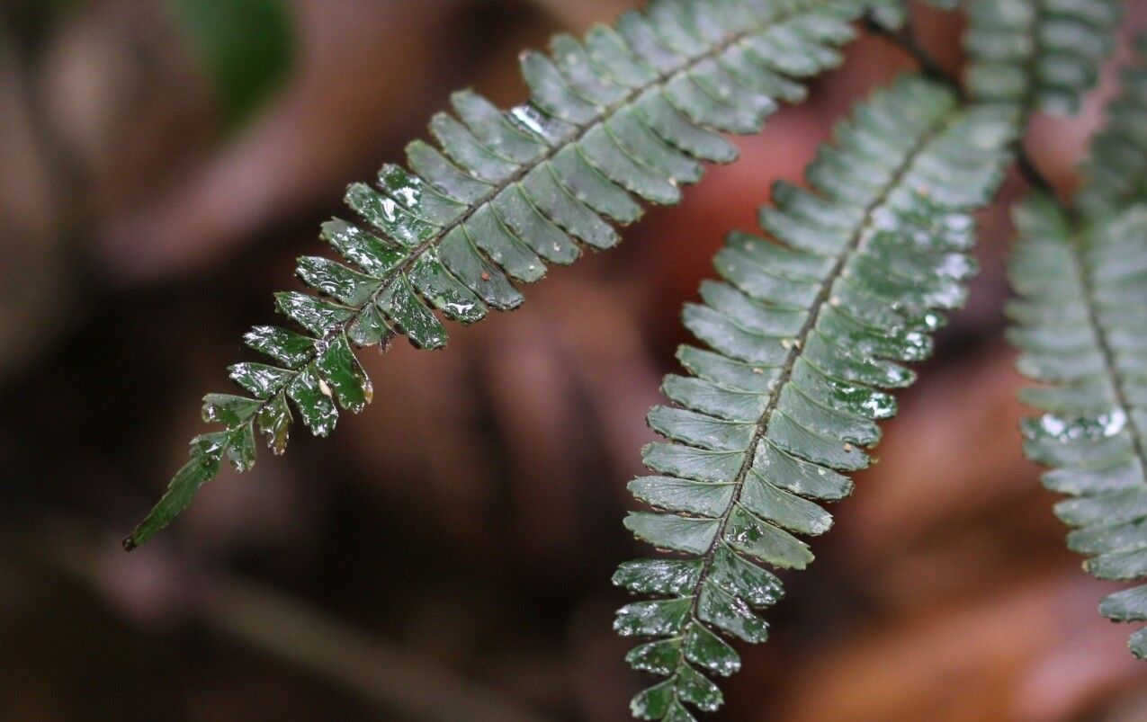 Adiantum terminatum leaf