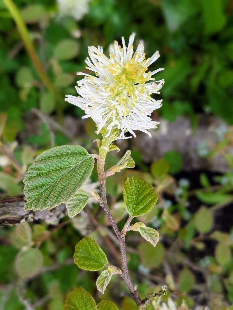 Fothergilla gardenii flower