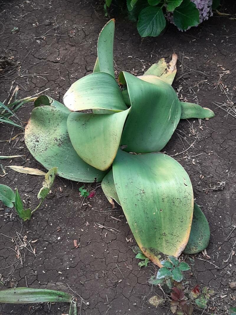 Haemanthus coccineus habit