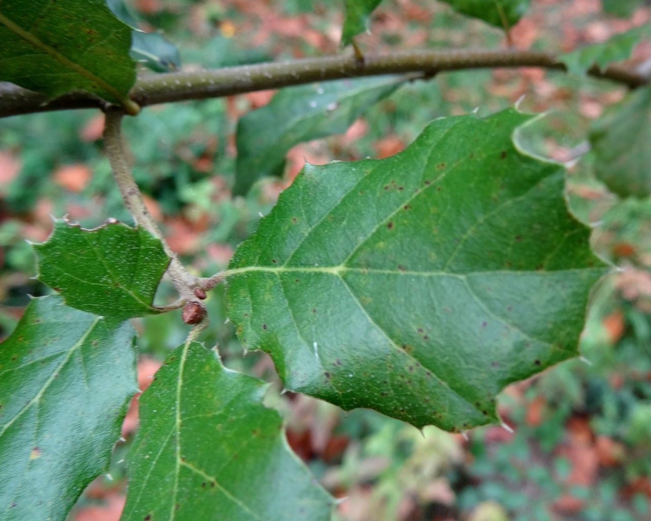 Quercus wislizeni leaf