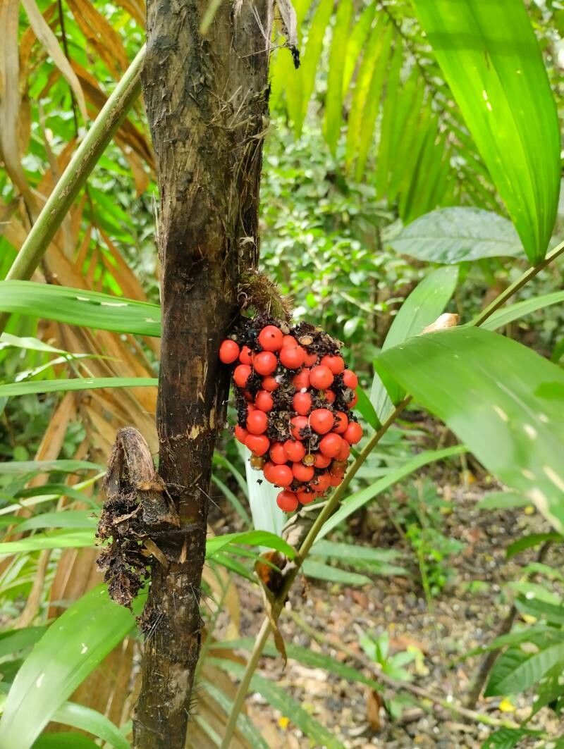 Bactris caudata — houseplant care guide