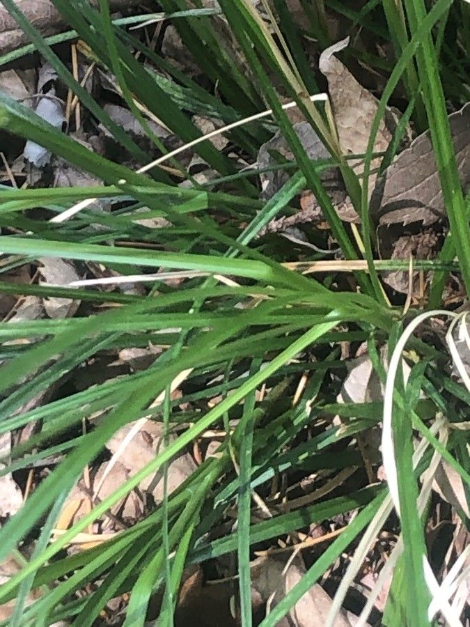 Juncus balticus leaf