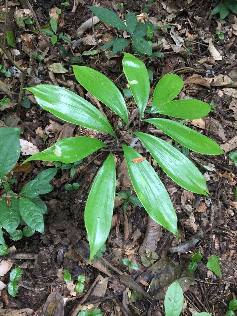 Zamia ulei — houseplant care guide