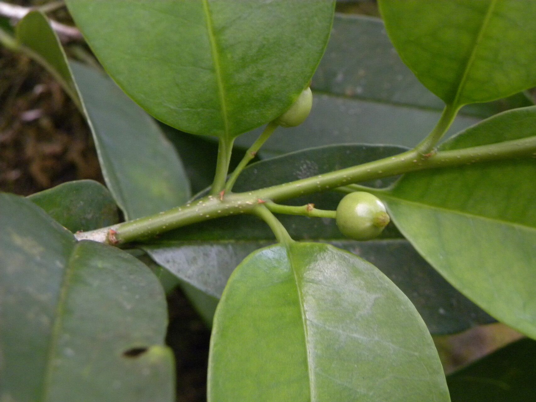 Ilex haberi — search result for 'Ilex'