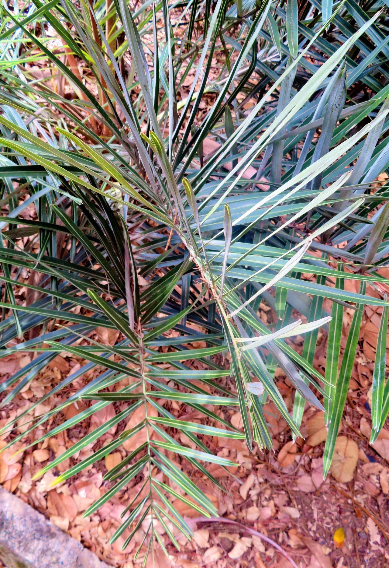 Syagrus duartei — houseplant care guide