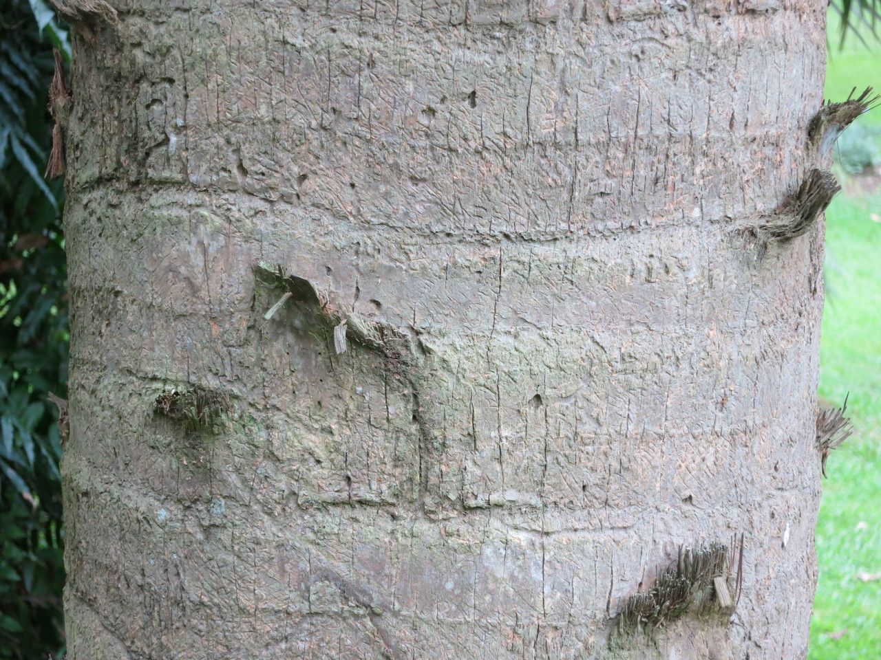 Sabal causiarum bark