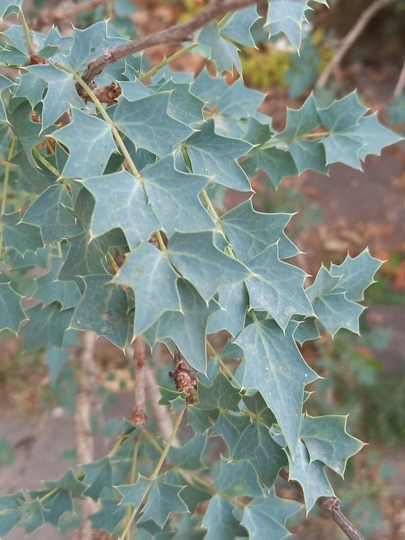 Mahonia fremontii — search result for 'Mahonia'