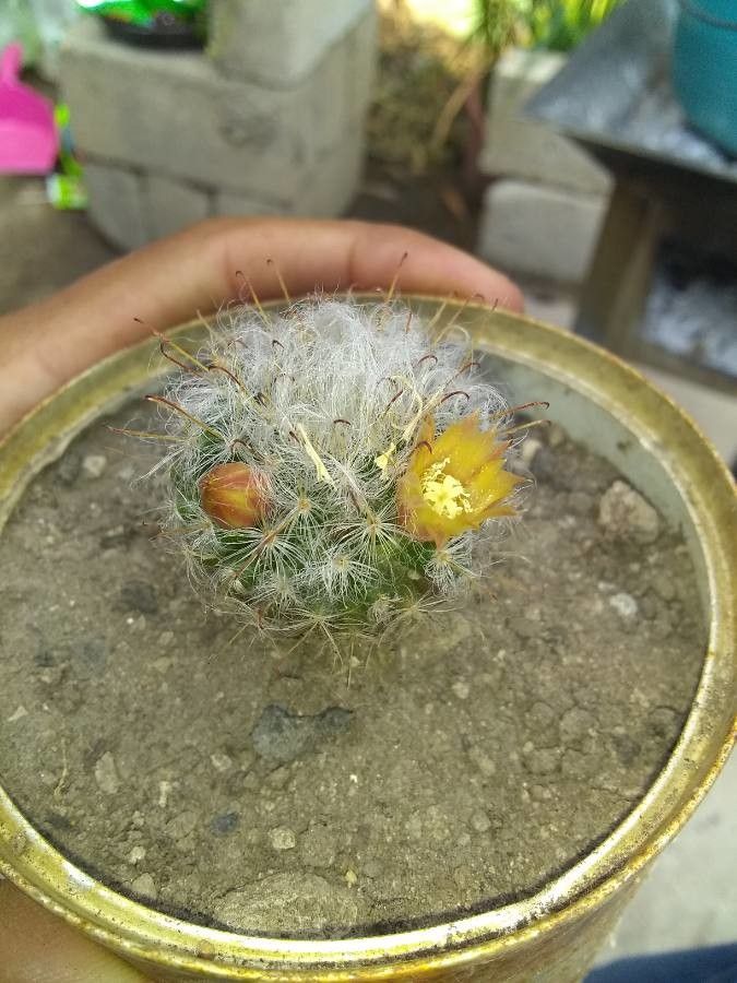 Mammillaria grahamii fruit