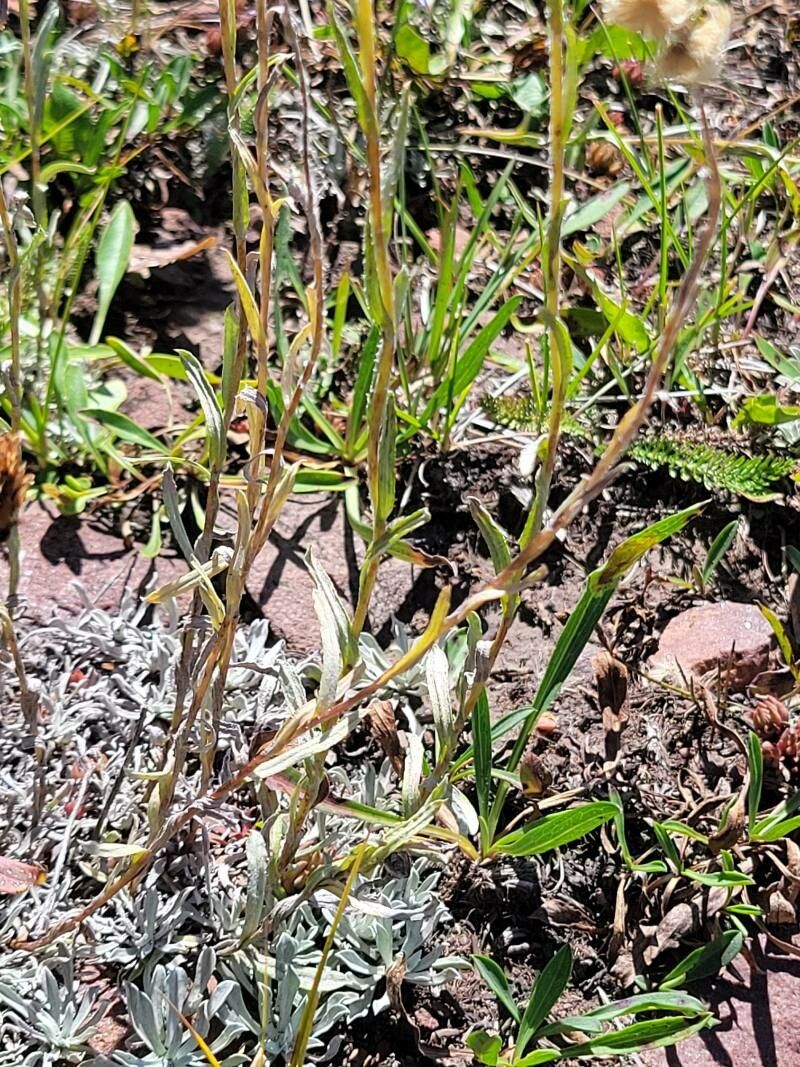 Antennaria alpina leaf