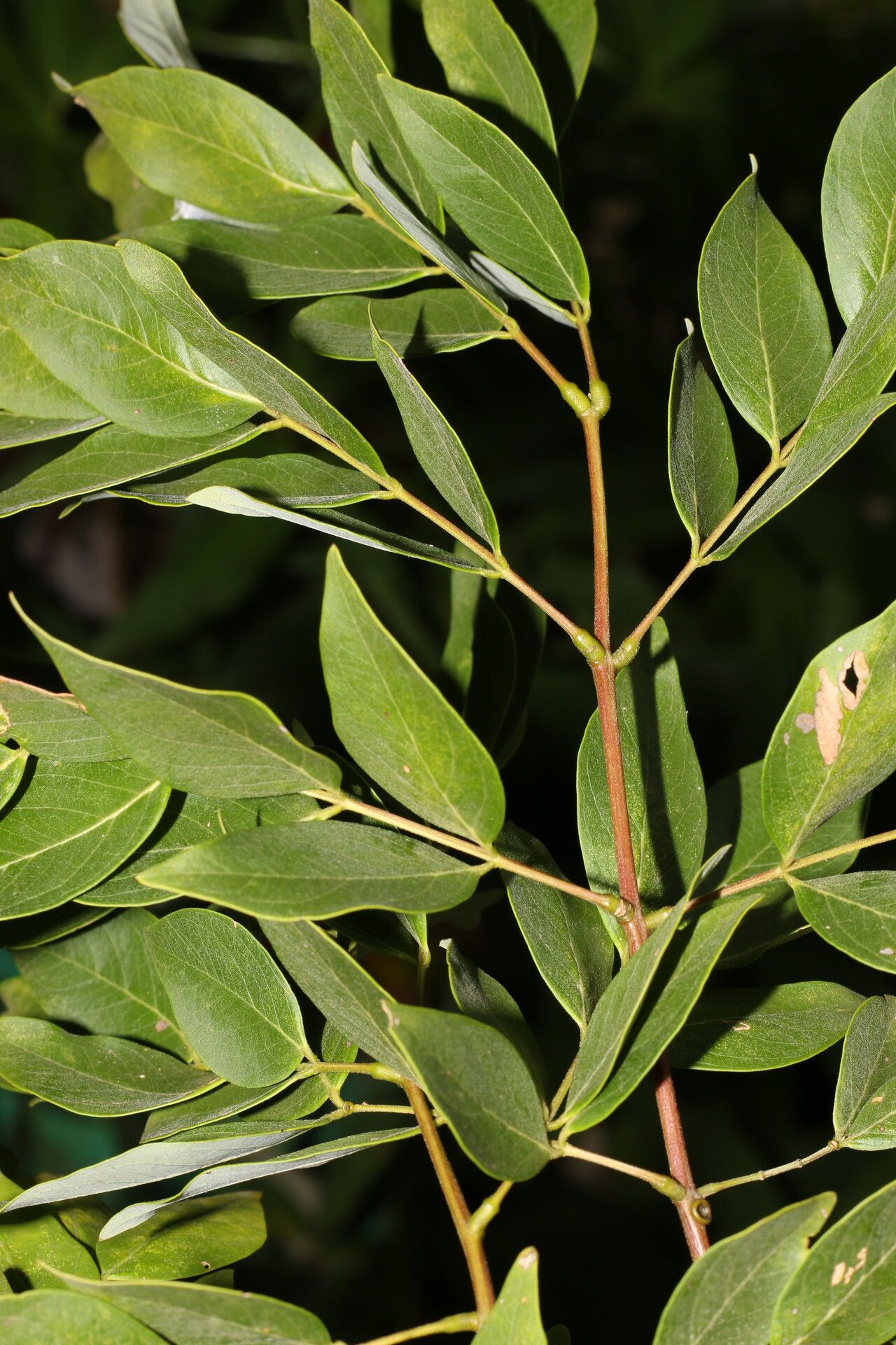 Leucaena multicapitula — search result for 'Leucaena'