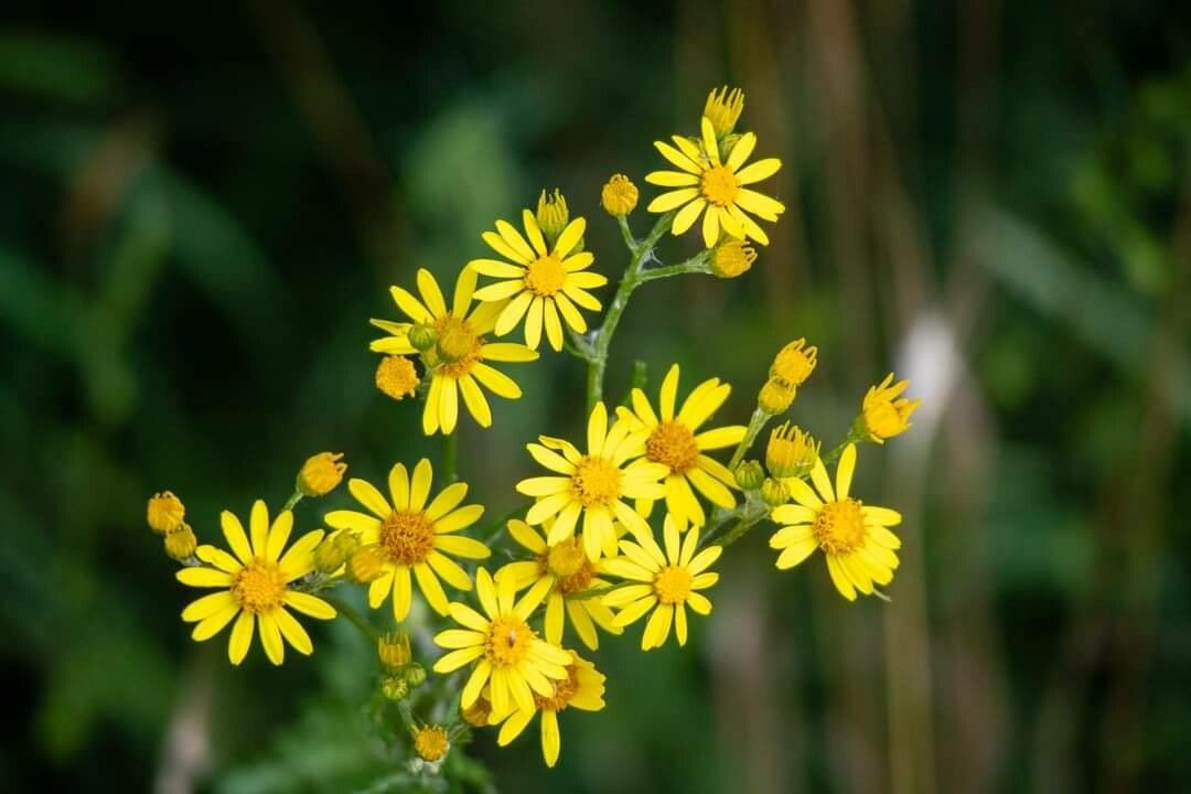 Jacobaea erucifolia flower