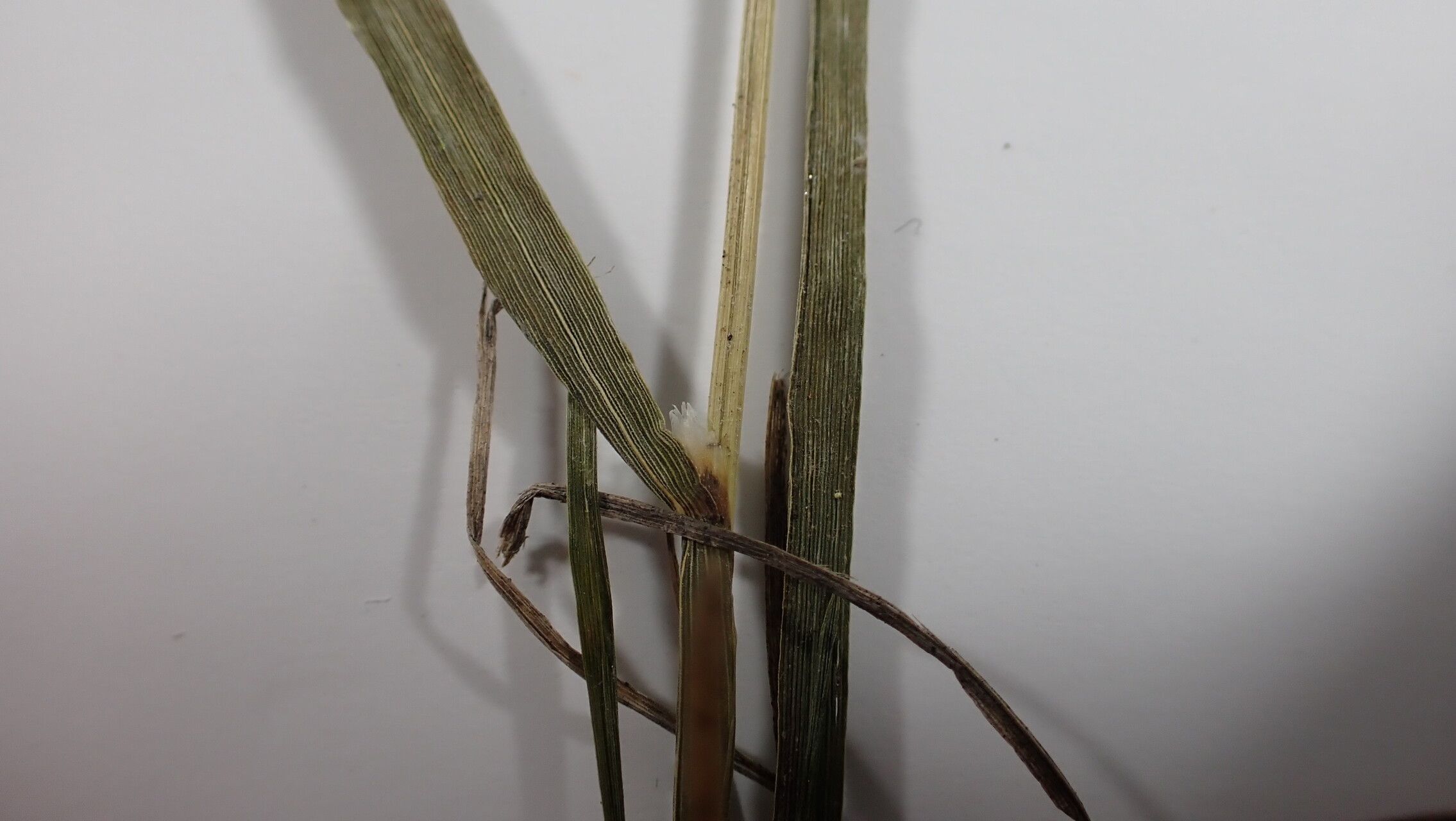 Calamagrostis lahulensis other