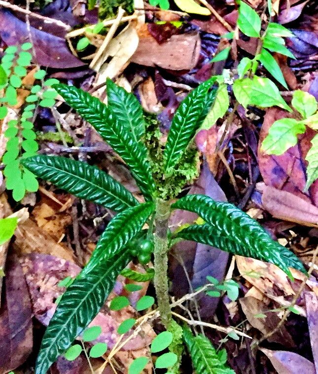 Psychotria armandii — houseplant care guide