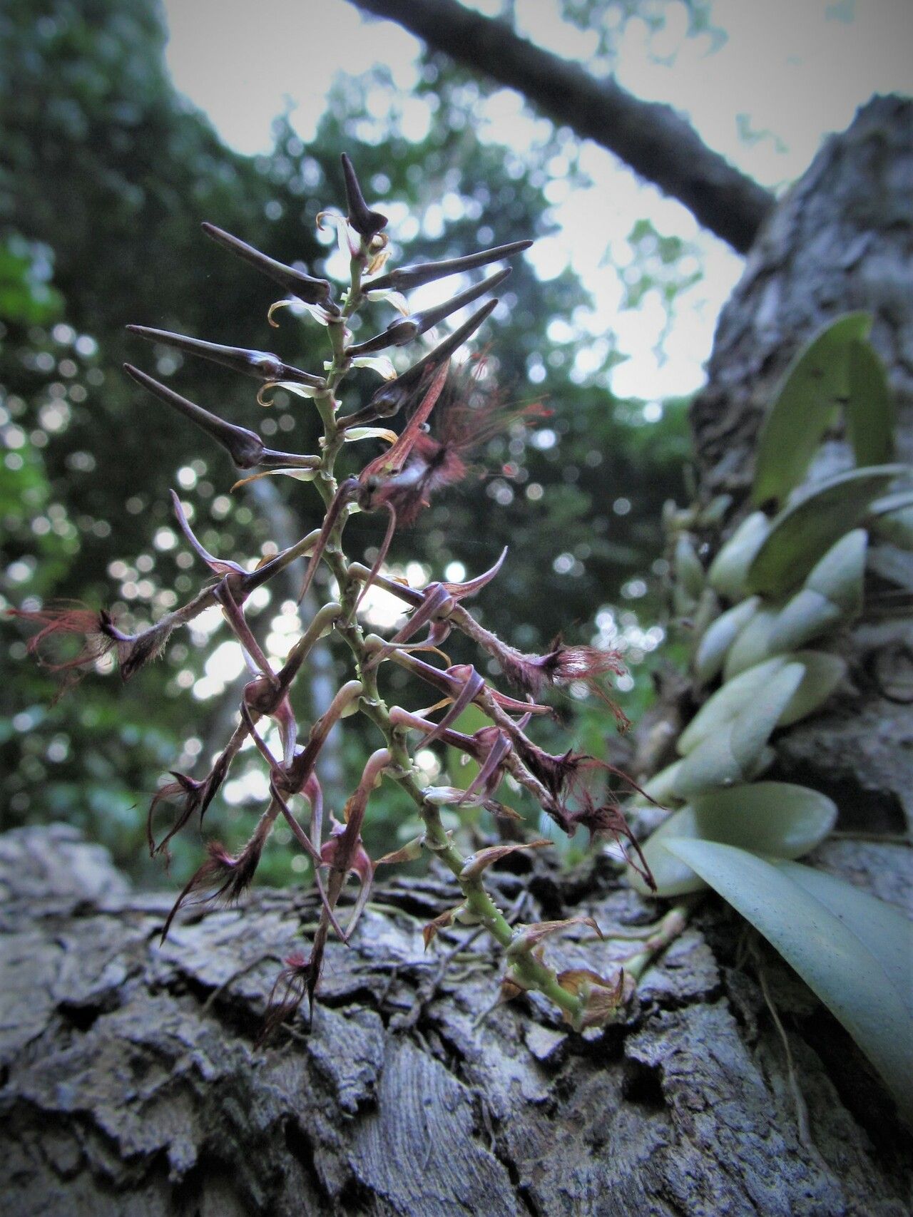 Bulbophyllum barbigerum flower