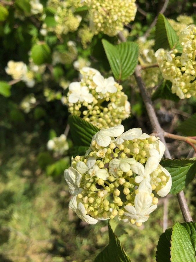 Viburnum lantanoides flower