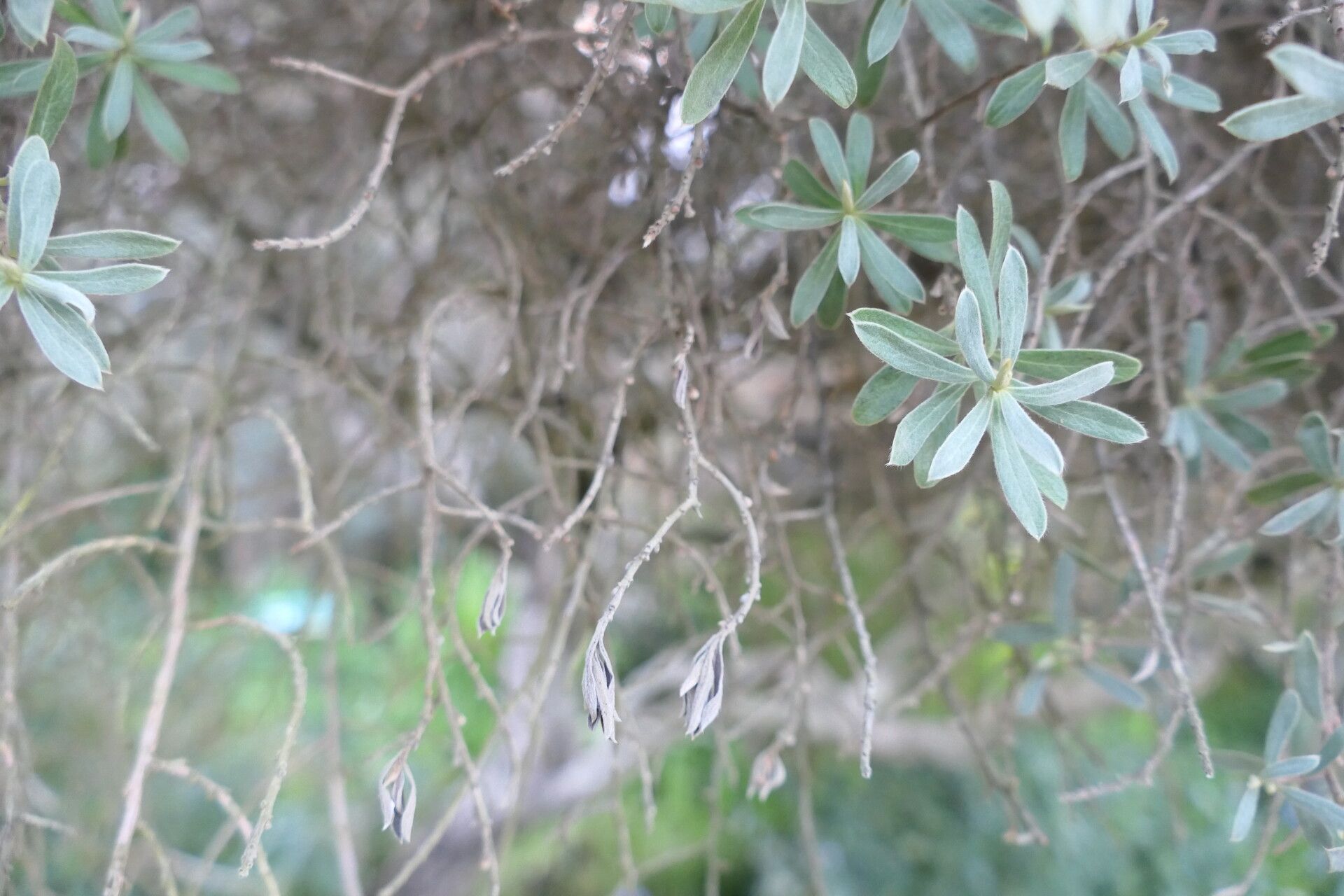 Diospyros pubescens leaf