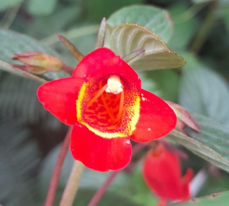 Seemannia nematanthodes flower