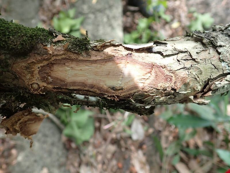Eugenia ancorifera bark